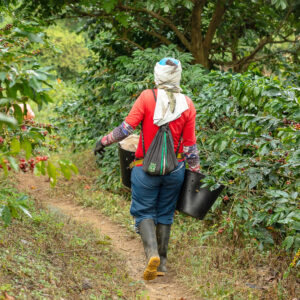 Hacienda La Claudina - Kaffeeernte (Bildquelle: Benecke Coffee GmbH & Co. KG)